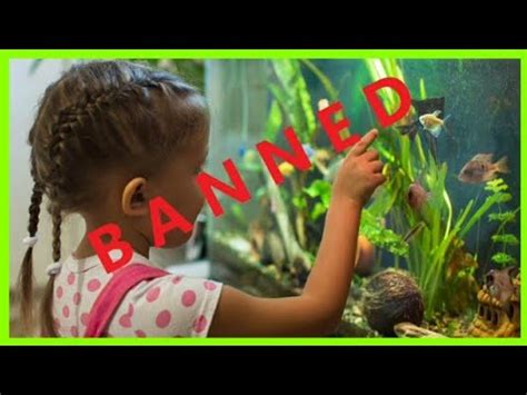 FEDS TO BAN ALL PETS - FEW EXCEPTIONS - YouTube