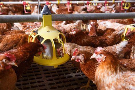 Feed management and feeding techniques explained - raincitystudios.com