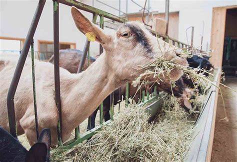 Feeding Alfalfa to Goats: The Pros and Cons - raincitystudios.com