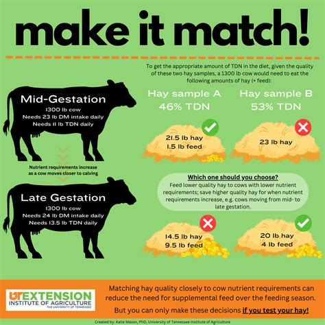 Feeding and Nutritional Management of Beef Cattle - raincitystudios.com