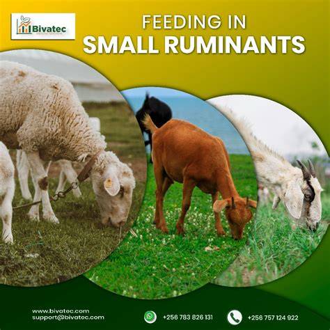Feeding baleage to small ruminants - Animal Agriculture - raincitystudios.com