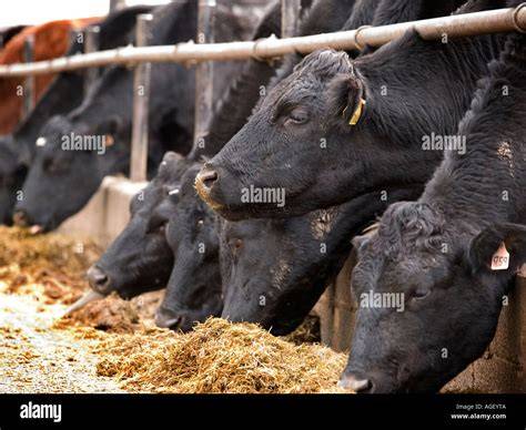 Feeding Beef Cattle - Penn State Extension - raincitystudios.com
