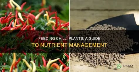 Feeding chilli plants: how & when - Plantura - raincitystudios.com