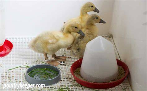 Feeding Ducklings: What to Feed Baby Ducks - Poultry … - raincitystudios.com