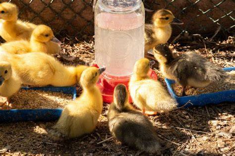 Feeding Ducklings - Guide to a Balanced Diet - raincitystudios.com