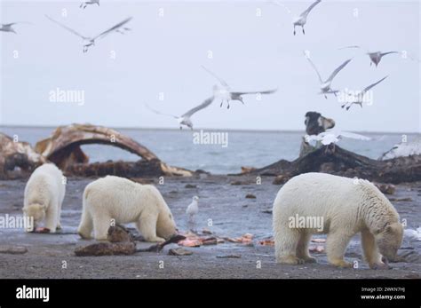 Feeding ecology of polar bears (Ursus maritimus) in Arctic marine ... - raincitystudios.com