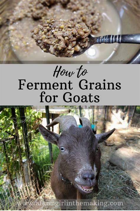 Feeding Goats Fermented Grains - A Farm Girl in the Making - raincitystudios.com