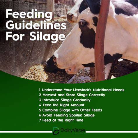Feeding Guidelines for Silage: A Comprehensive Guide - raincitystudios.com