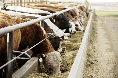 Feeding methods for cattle fattening-Sheep&Cattle Farming - GREAT … - raincitystudios.com