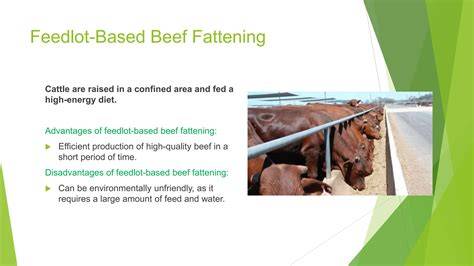 Feeding methods for fast fattening of beef cattle in mountainous areas - raincitystudios.com