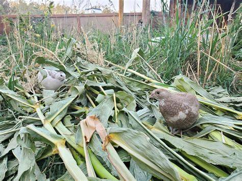 Feeding Quail - Mississippi State University - raincitystudios.com