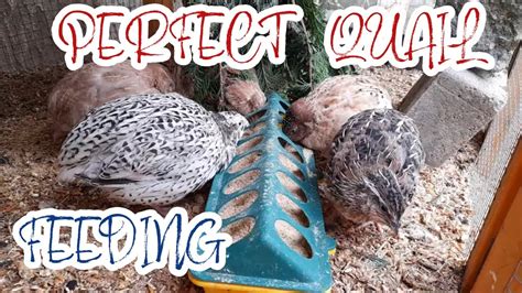 Feeding Quails for Maximum Growth and Productivity - raincitystudios.com