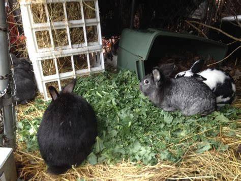 Feeding Rabbits Naturally | Reduce Pellet Feed - A Farm Girl in the Making - raincitystudios.com