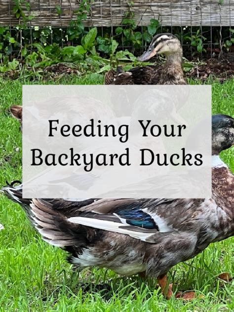 Feeding your Backyard Ducks - The Cape Coop - raincitystudios.com