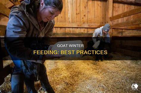 Feeding your goats this winter - ForFarmers UK - raincitystudios.com