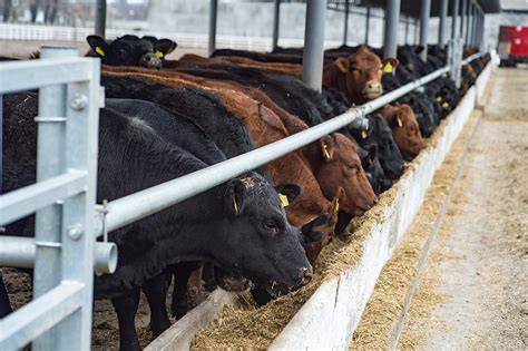 Feedlotting Cattle - raincitystudios.com