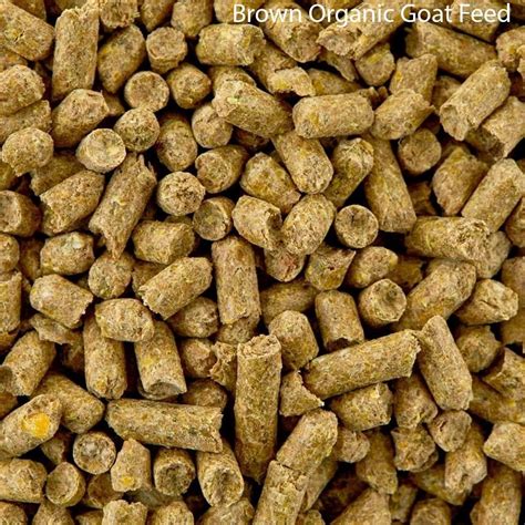 Feeds for Goats | CALS - raincitystudios.com