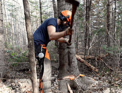 Felling against the lean | Husqvarna US - raincitystudios.com