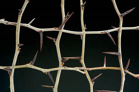 Fencing With Thorn Bush Trees - Weekand - raincitystudios.com