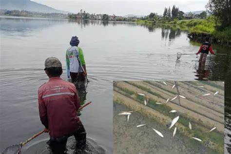 Fenomena Mati Masal Ikan Mujair di Danau Batur - raincitystudios.com