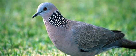 FERAL DOVE