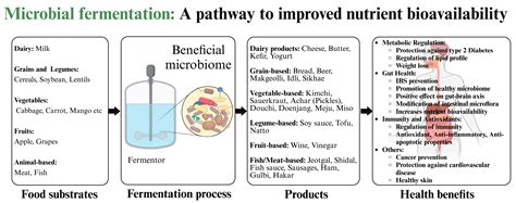 Fermentation: How Microorganisms Make Food and Drink - wintechmobiles.com