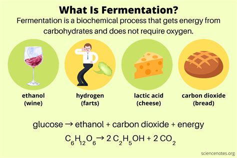Fermentation: Meaning, Process, Types and Importance - wintechmobiles.com