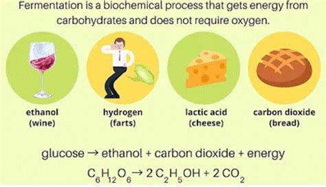 Fermentation Chemistry Tutorial - AUS-e-TUTE - wintechmobiles.com
