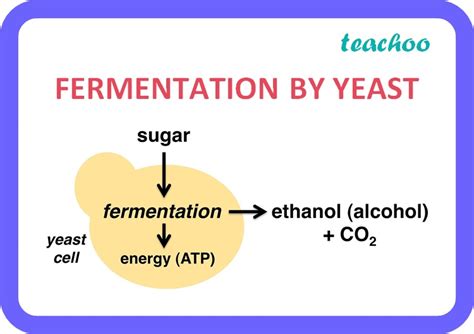 Fermentation of glucose using yeast - RSC Education - wintechmobiles.com