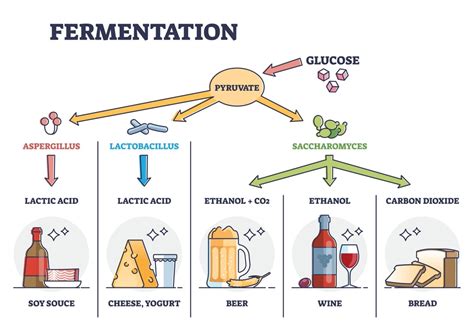 Fermentation Technique - an overview | ScienceDirect Topics - wintechmobiles.com