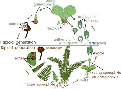 Fern Reproduction & Life Cycle | Overview & Diagram - muktibox.com