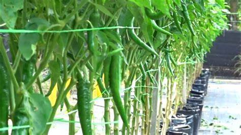 Fertigation Chili Stock Photos - Dreamstime - raincitystudios.com