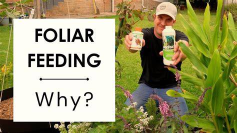 Fertilizers for Foliar Feeding for Sale - Grow Organic - raincitystudios.com