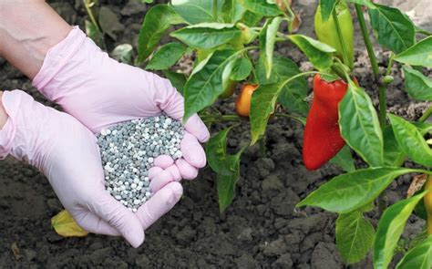 Fertilizing Pepper Plants: The What, When, And How - raincitystudios.com
