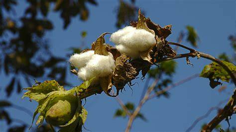Fiber Crops | Springer Nature Link - raincitystudios.com