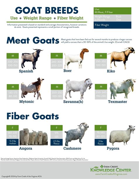 Fiber Goat Breeds (10 Breeds) - Goat Owner - raincitystudios.com