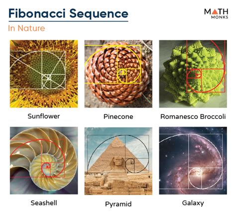 Fibonacci Sequence in Nature - wintechmobiles.com