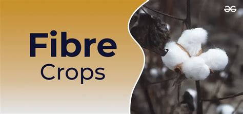 Fibre Crops - Agriculture Notes - Prepp - raincitystudios.com