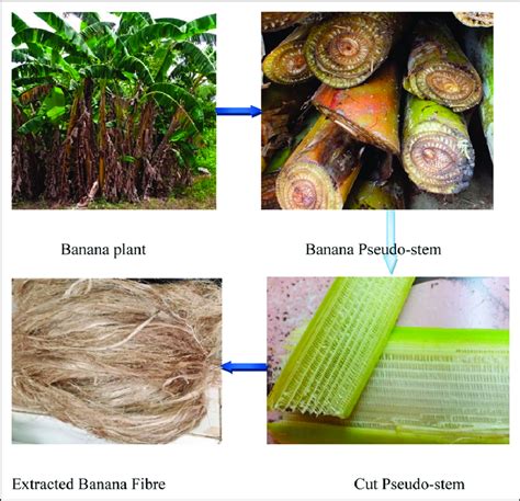 Fibre Extraction - an overview | ScienceDirect Topics - raincitystudios.com