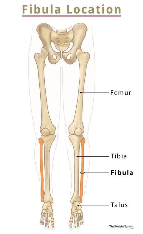 Fibula Definition - Glossary of Common Jewelry Terms - Joseph … - wintechmobiles.com