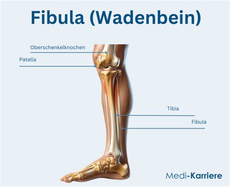 Fibulae F - Saylor Academy - wintechmobiles.com