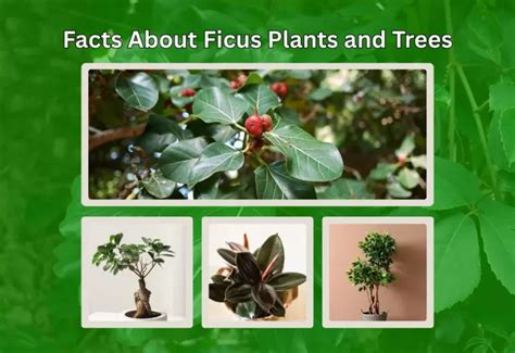 Ficus: Facts and Care - Plantopia - Indoor Plant Service - raincitystudios.com