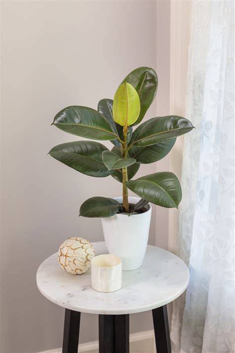 Ficus | Description, Pollination, & Major … - raincitystudios.com