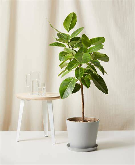 Ficus 101: How to Care for Ficuses | Bloomscape - raincitystudios.com