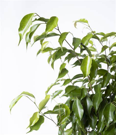 Ficus benjamina - raincitystudios.com