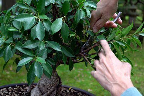 Ficus Bonsai Trees: How To Grow and Care - raincitystudios.com