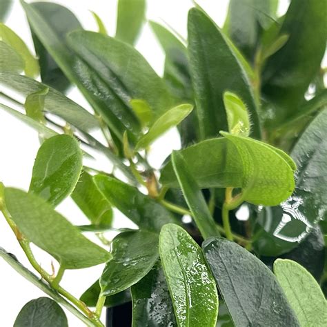 Ficus Punctata - muktibox.com