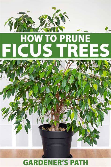 Ficus - Trees and Shrubs Online - raincitystudios.com