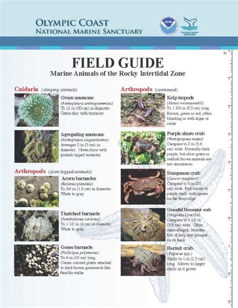 Field Guide to Rocky Intertidal - muktibox.com