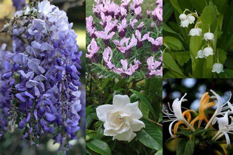 Fifty Fragrant Plants For Florida Landscapes - raincitystudios.com